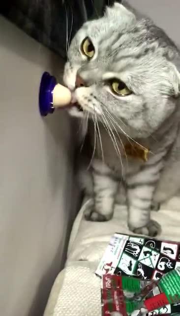 猫咪吃猫糖吃的好专心 