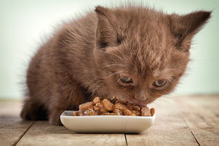 一只猫一天吃多少粮食比较合适 