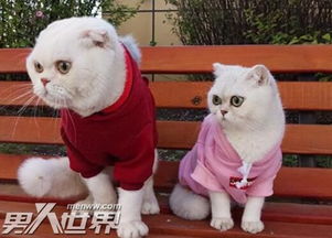刘二豆是什么品种的猫 扒一扒网红会说话的刘二豆