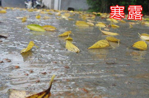 寒露将至,如果寒露当天下雨,当年冬天雨水多还是雨水少