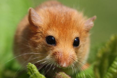 生肖鼠 揭秘1972年属鼠人的毕生寿命,过了48岁属于什么命
