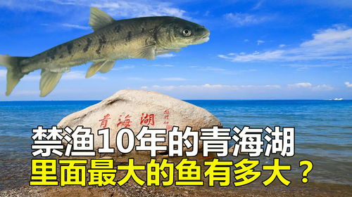 最大咸水湖青海湖,一年出鱼5000万斤,禁渔10年最大的鱼有多大 