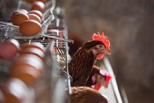 鸡蛋价格高位震荡,明年2 5月蛋价面临较大的下行压力