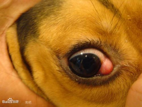 狗狗眼睛长息肉会自己消除吗 