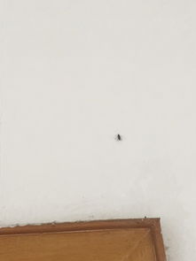 家里阳台顶上生了一种虫 不知道是什么虫 