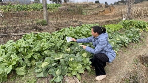 一夜之间,菜地里的菜被偷好多,留下18000元活了32岁头一次见