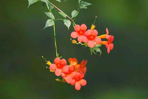 花卉摄影,凌霄花怎么拍 5个思路,助你拍出寓意美好的热情夏花