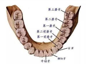 智齿冠周炎到底可不可怕