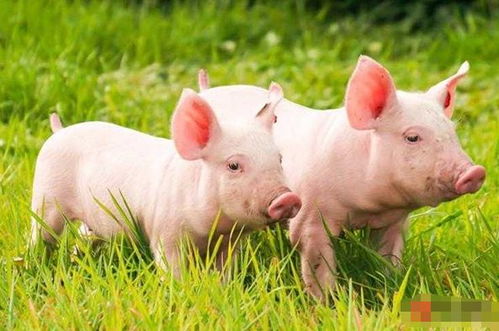 十猪九不全 揭秘71年生肖猪的毕生寿命,过了49岁后什么命