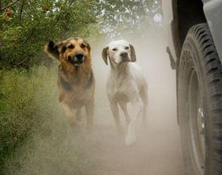 揭秘 狗狗喜欢 追车 的原因