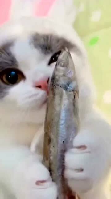 猫咪好萌,吃个小鱼干,竟把我给看饿了 