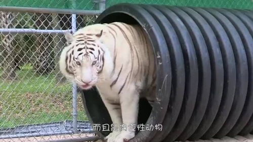 老虎趴在地上啃食青草,变食草动物了 老虎 换口味不行吗 