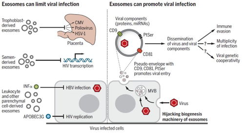 Science 外泌体的生物学功能与生物医学应用