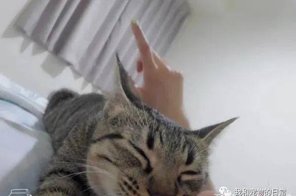 这猫睡前有个特别的仪式,网友 它在吸你的阳气哈哈