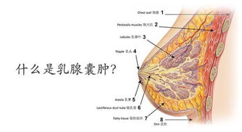 粉红天使夏老师 带你解读乳腺囊肿