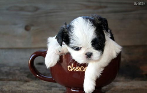 茶杯犬多少钱一只 茶杯犬为什么容易死