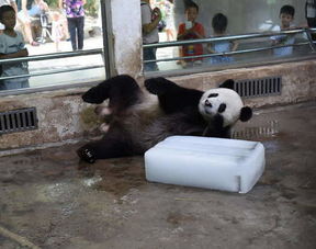全球唯一棕色大熊猫 增重至100多公斤
