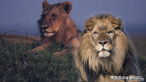 为什么只有狮子有 雄 字而老虎没有,是因为狮子比老虎厉害