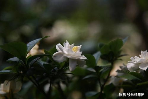 盘点栀子花六大品种的特点,轻松区分