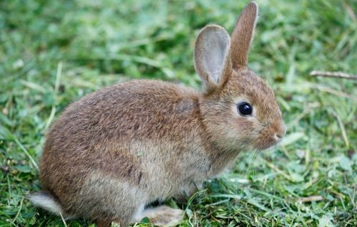 兔子是不是啮齿类动物及啮齿类动物的定义是什么 