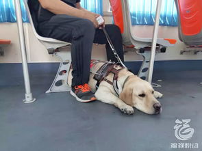 福州首只导盲犬持证上公交,背后的故事让人既惊讶又感动......