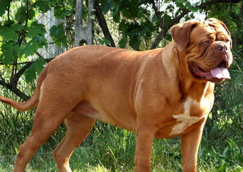 享誉世界的十大猛犬,它确实很丑,可是它很温柔
