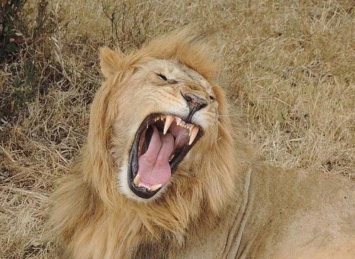 女子在保护区被狮子又抓又咬发出惨烈尖叫,逃出狮笼后倒地死亡