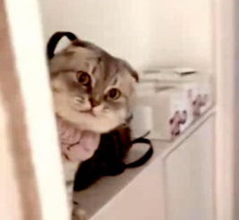 回家看到猫咪站在鞋柜上等着我,只是没想到下一秒,就出事儿了