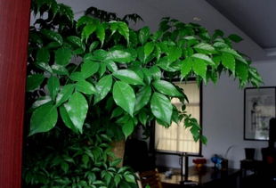 家居风水植物的作用,风水植物该如何选择 