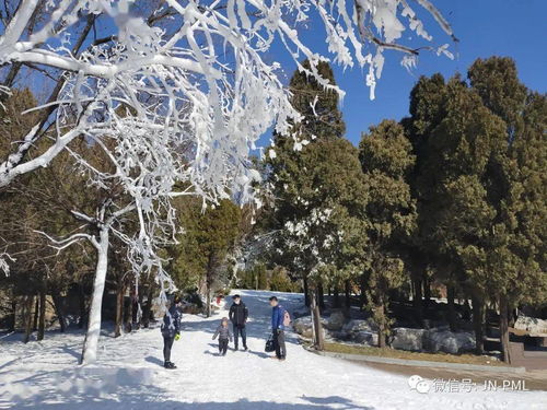 腊月二十七,齐鲁雪乡这认真的雪,不负时光不负卿