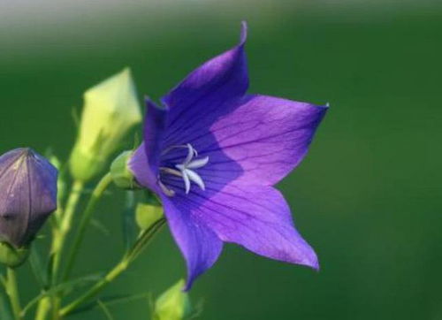 桔梗花的五角花苞很可爱,蓝中带紫的花朵清心爽目,农村人年年种