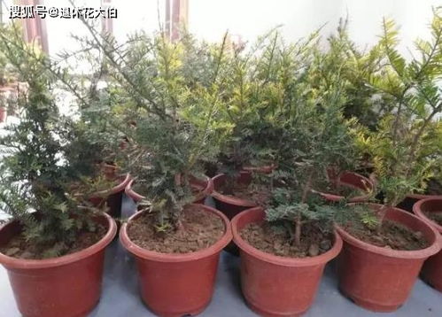 红豆杉功效与作用有那些?