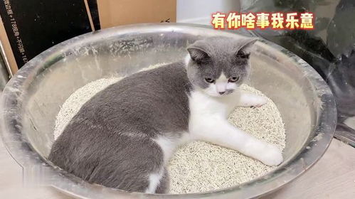 换了新款猫砂有点奶香味,没想到猫咪这么喜欢,睡觉都在猫砂盆里