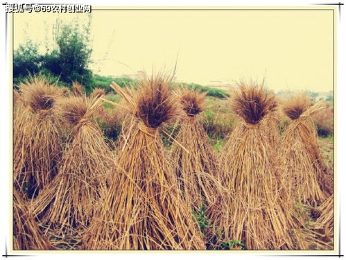 研学教案 秋收季节,和稻草人做朋友一起去旅行