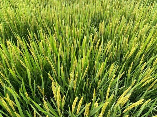 水稻灌浆期如何增产,水稻灌奖期可多次使用芸苔素嗎？