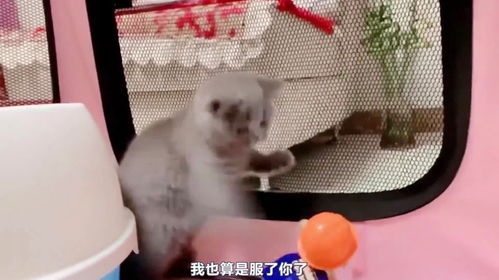 猫咪能不能弹耳朵和脑袋（猫咪的行为习惯及解释）