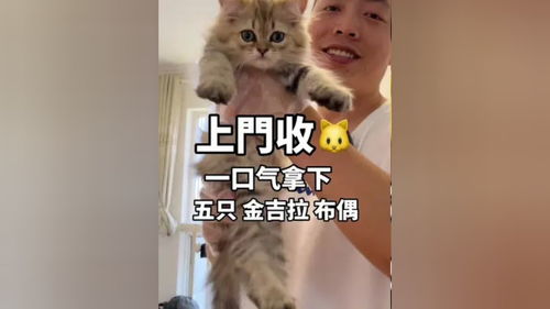 养猫会上瘾,现在不上班了做繁育了,第一次不懂 配出来虎斑猫 ,金吉拉要跟长毛银点 纯白拿破仑配出才好看 