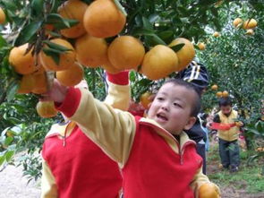 材料作文一个孩子手持一个橘子问妈妈为什么橘子不能 