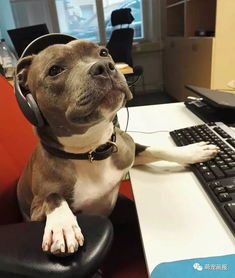 工作犬的职业照,好帅气 你猜到它们的工作是什么了吗 