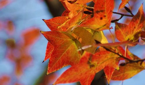 秋在梧桐落叶中,十首有关梧桐的古诗词,感受梧桐叶上的秋意
