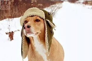 冬季狗狗穿衣技巧及注意事项分析 