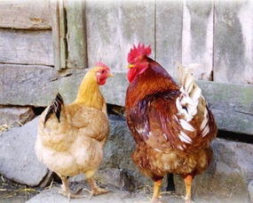 一只公鸡和一只母鸡 猜三个字一三只鸡猜生肖？