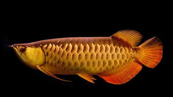 15公分的金龙鱼需要光照吗？