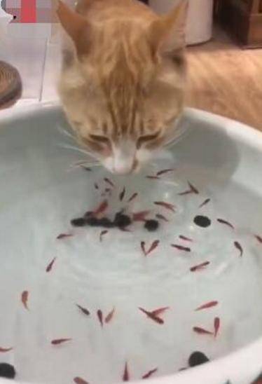 猫咪盯上鱼缸里的鱼,想了个办法来排水,主人大呼聪明