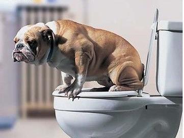 训狗师的五种方法教会狗狗上厕所, 再也不担心狗狗随地大小便了