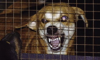 狂犬病一旦发作死亡率100 为什么狂犬病无法救治