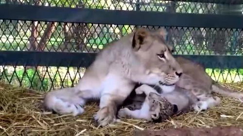 年轻的狮子妈妈,生了一窝小宝宝,照顾的温柔细腻 
