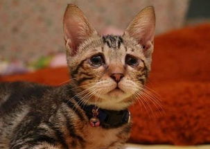养宠经验 如何使用猫眼睛软膏,猫咪半睁如何使用眼膏