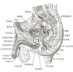 阴囊潮湿易与哪些疾病混淆 