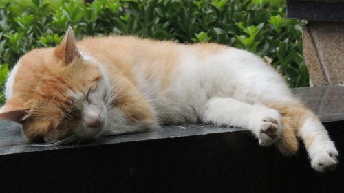 你是否有被你家猫咪睡着时的动作惊呆 不用担心,它可能是在做梦